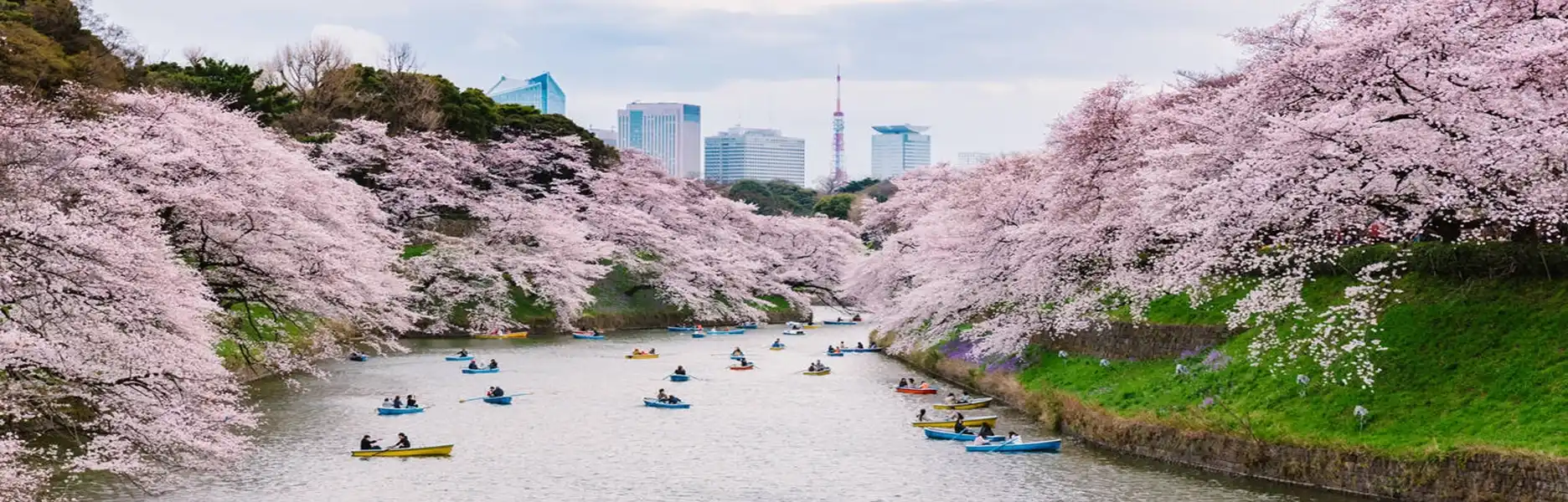 Cherry Blossom Travel Guide for UAE Travelers 2026