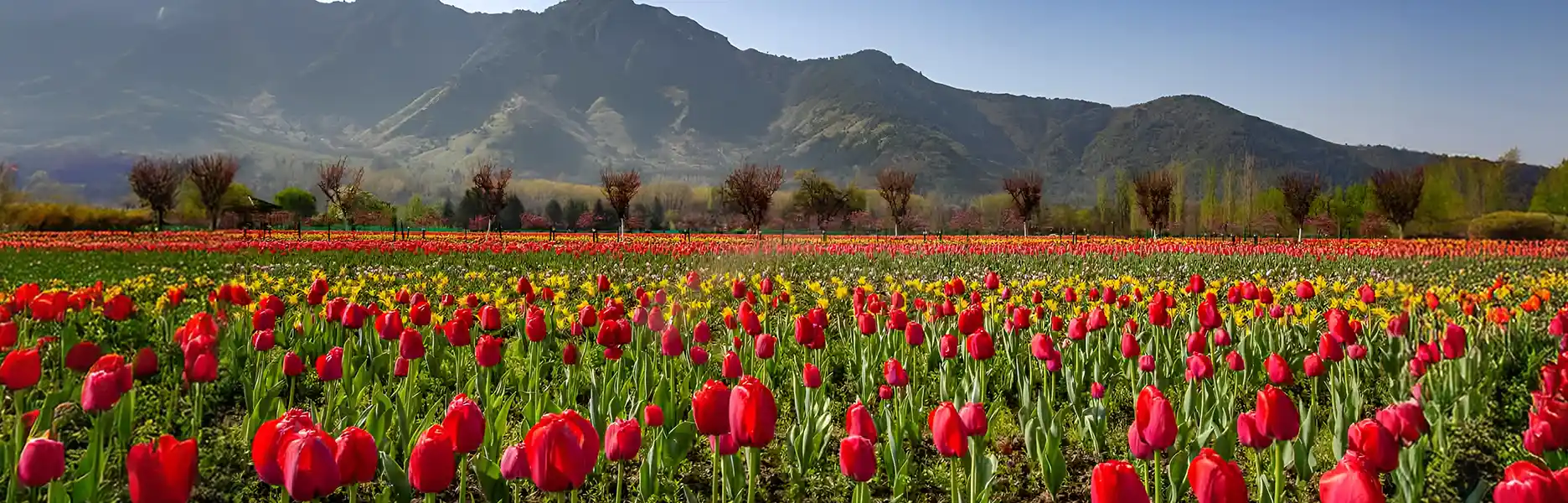 Srinagar Tulip Festival 2026: Dates, Tickets & Travel Guide