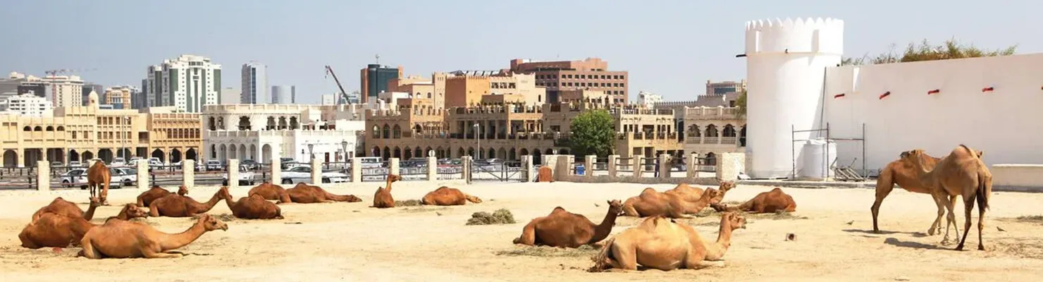 Al Ain Camel Racing Festival 2026: Dates, Location, & Travel Tips