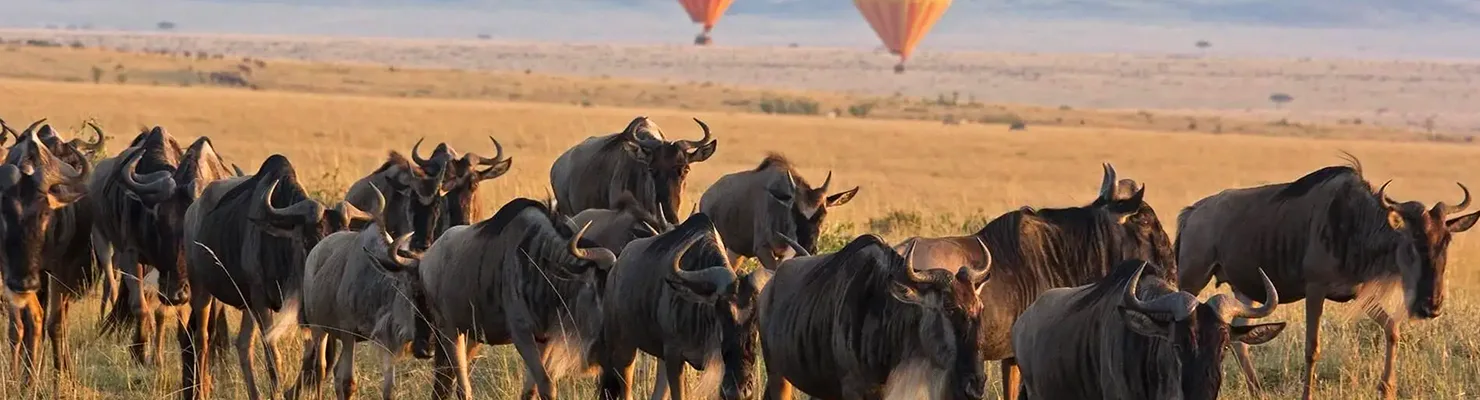 Great Migration in Masai Mara 2026: Best Time, River Crossings, and Safari Guide