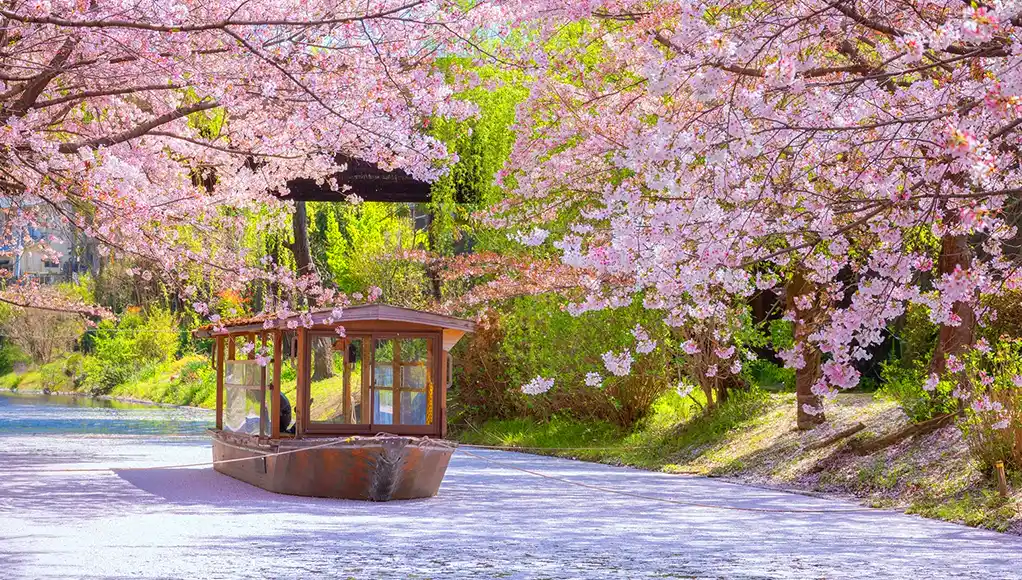 15 Best Places to See Cherry Blossoms in Japan in 2025